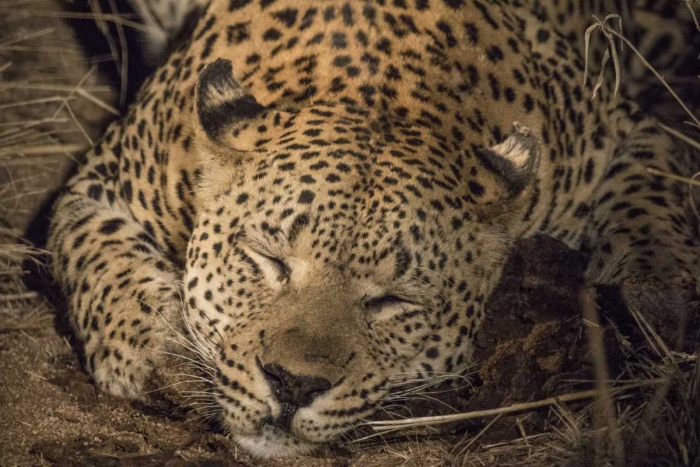 South Africa, Leopard sleeping at night